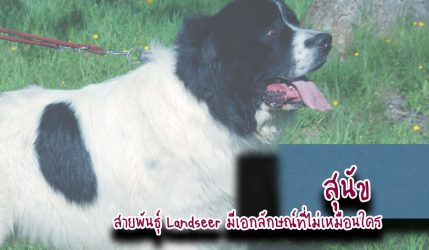 สุนัข สายพันธุ์ Landseer มีเอกลักษณ์ที่ไม่เหมือนใคร
